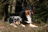 BERGER AUSTRALIEN - ADULT & PUPPY 077